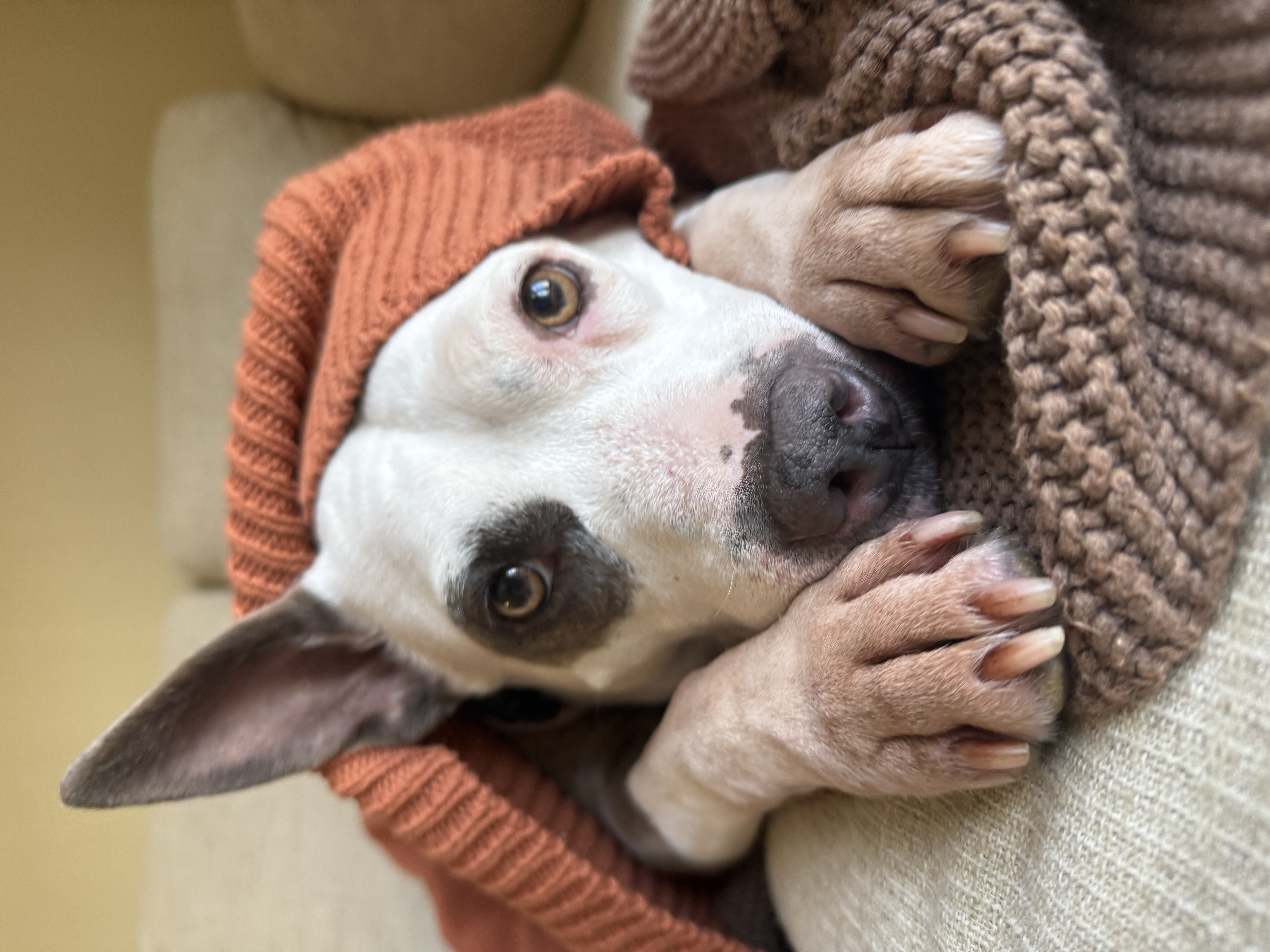 Dog
